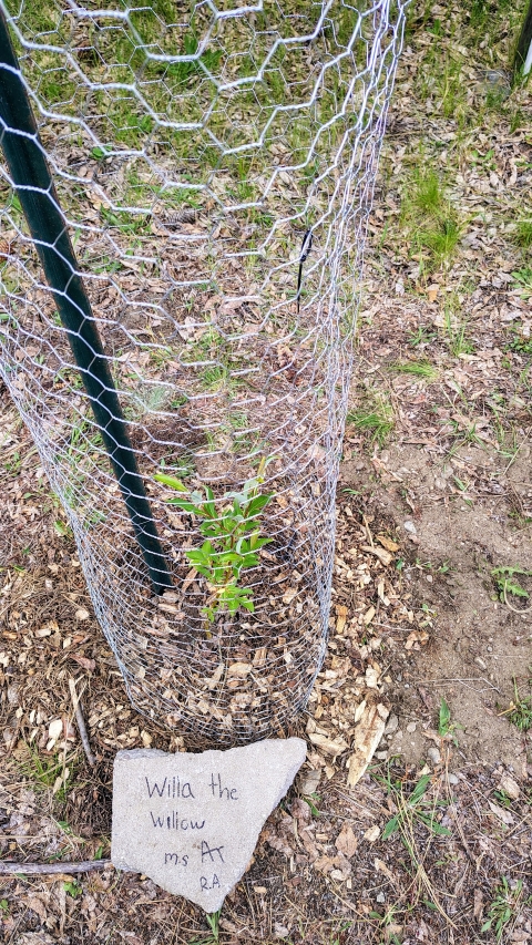 A small willow with wire fencing around it and a paver that reads "willa the willow"