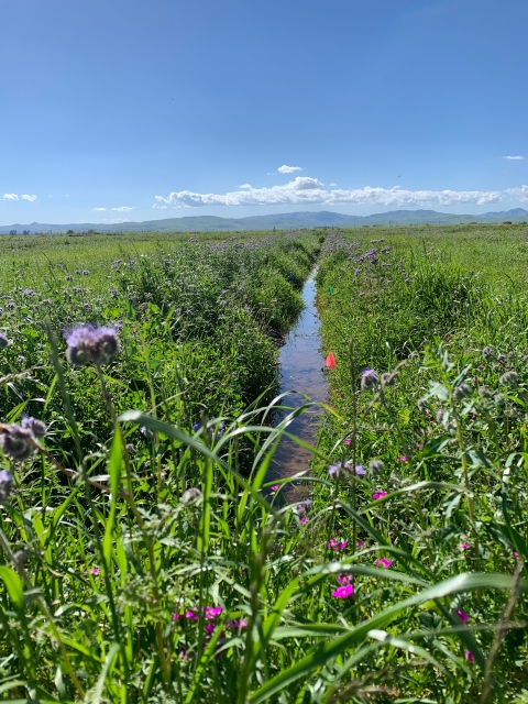 Pink and purple flowers blooming along the bank of an irrigation ditch with mountains in the background.