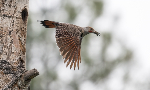 A red-shafted northern flicker in flight