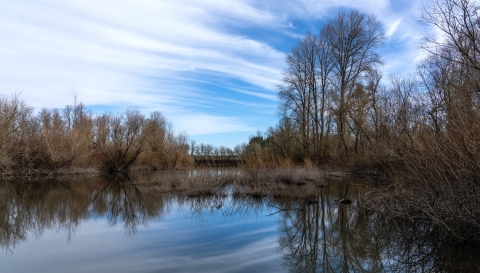 Marsh lined with trees on a clear day