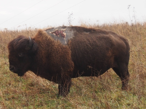 Sparky, a bison who survived a lightning strike, standing in the prairie at Neal Smith National Wildlife Refuge in Iowa