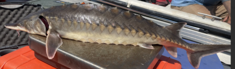 Juvenile Atlantic sturgeon being weighed after collection in the St Marys River FL/GA