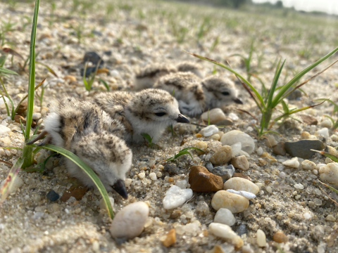 Four fuzzy chicks rest in the sand