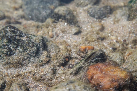 Freshwater mussel partially buried in a stream bottom