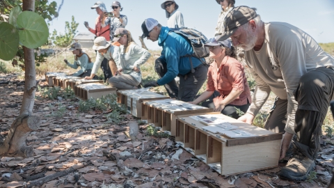 Staff at Midway Atoll opening Laysan finch bird boxes on ground to release them onto a vegetated area at Kuaihelani