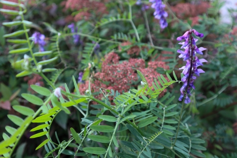 Invasive bird vetch infestation.