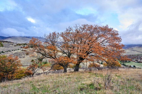 tree with orange leaves in grassy field