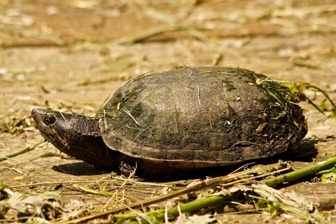A musk turtle basking in the sun