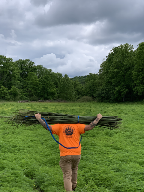 A Tribal artisan carries a bundle of river cane during a harvest trip