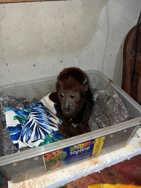 Howler Monkey in uncovered box