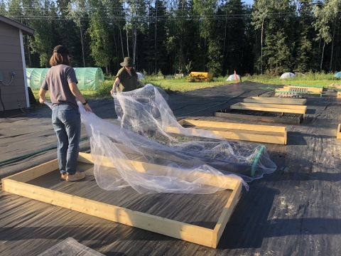 Seasonal field technicians arrange mesh screen fabric over seedlings in planter box at Salcha-Delta Soil and Water Conservation District office.