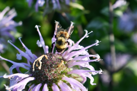 Rusty patched bumble bee on wild bergamot