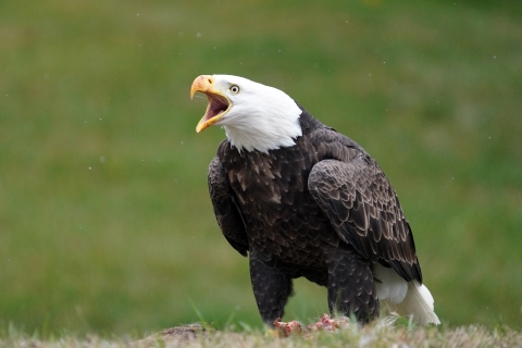 bald eagle feeding