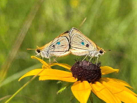 two small butterflies mating (standing back to back with wings touching) on a yellow flower with a black center (black eyed susan)