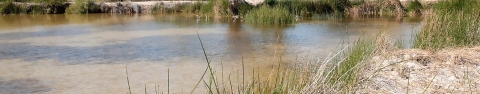 a muddy springs surrounded by grasses