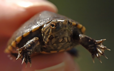 a small green and gray turtle is held between a thumb and finger