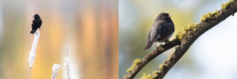 Diptych of a red-winged blackbird and a dark-eyed junco. In the red-winged blackbird photo the out of focus background is full of dreamy yellows and oranges matching the yellow patch on the birds wing. In the junco photo there are greens in blues in the background making green moss pop on the branch the bird is sitting on. 