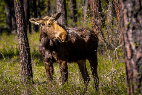 A moose standing in a pine forest