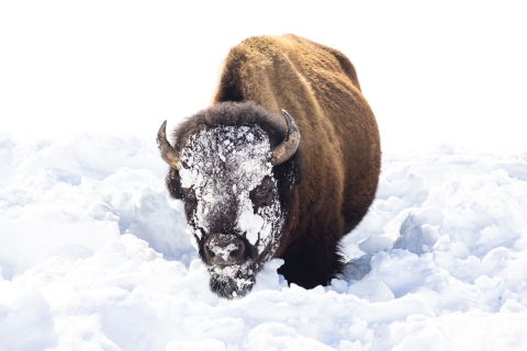 An American bison in the snow with snow on its face