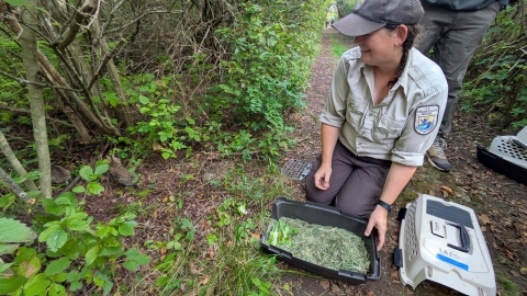 Image of biologist releasing New England Cottontail