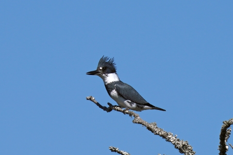 Belted kingfisher perched in a tree