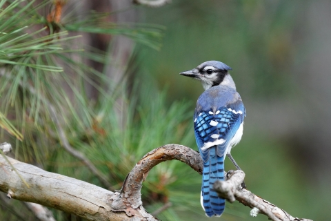 Blue jay perched in a pine tree