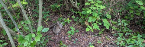 Image of New England Cottontail in understory