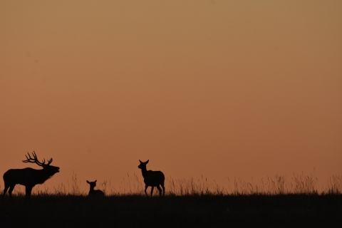 Elk at sunrise on a ridge with one cow laying down and one standing, and a buggling bull. 