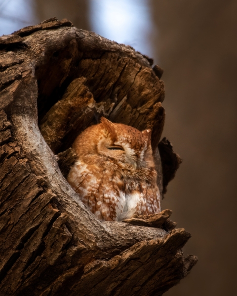 Eastern screech owl resting in a tree hollow
