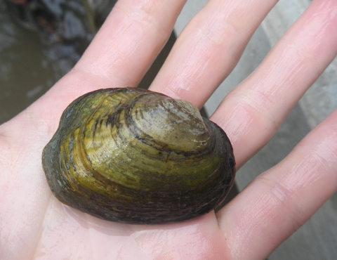 A dark mustard-green and dark brown mussel is held in the open palm of a hand.