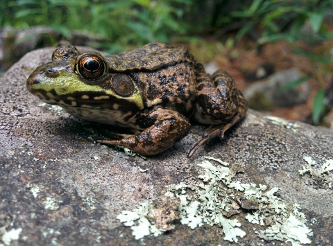 Green frog on a rock
