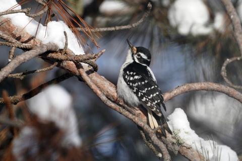 Hairy woodpecker perched in a snowy pine tree