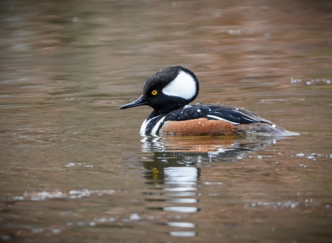 Hooded merganser drake on the water