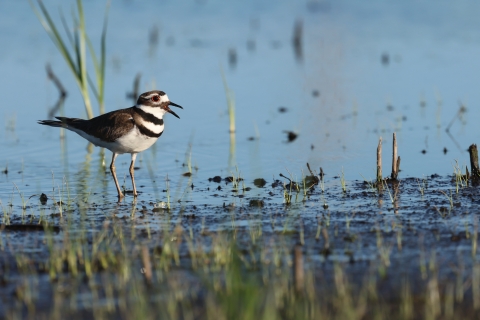 Killdeer in a wetland