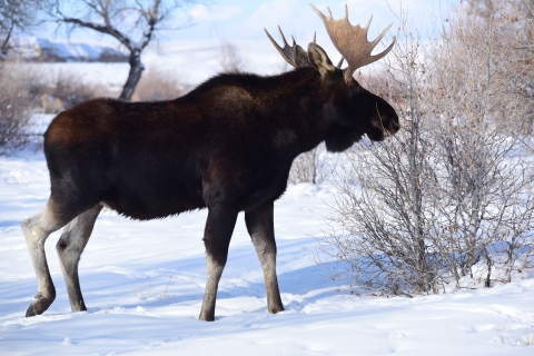 Bull moose nibbling on twigs in the snow