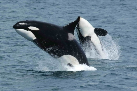 Two orcas jumping from the water