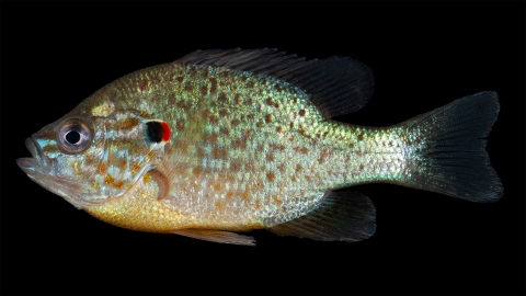 Pumpkinseed fish