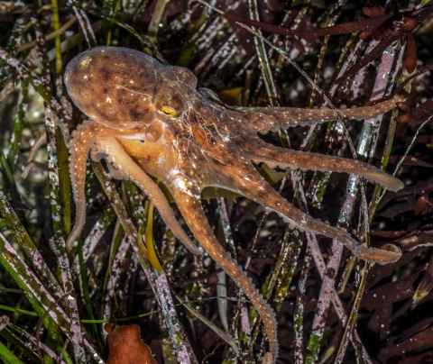 Red octopus holding on to vegetation