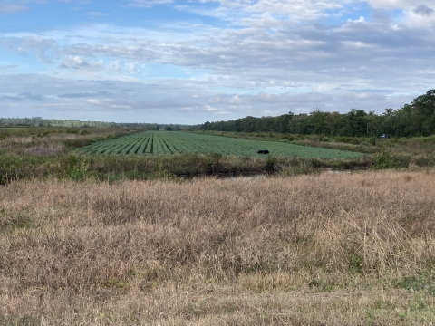 A black bear feeds in soybean field while a car passes by on a road in the distance