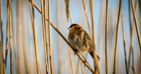 salt marsh sparrow perched on tall grass