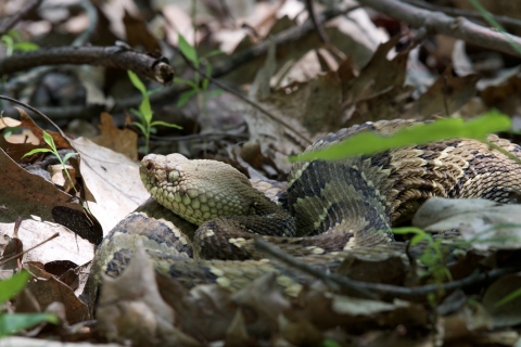 Timber rattlesnake in leaf litter
