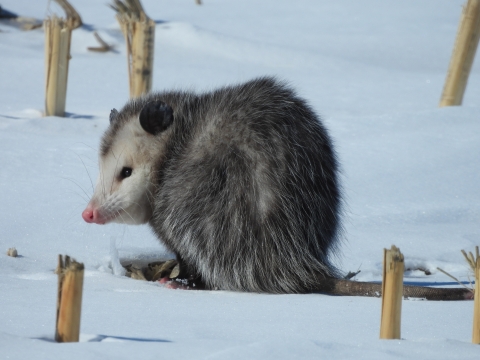 Virginia opossum in the snow