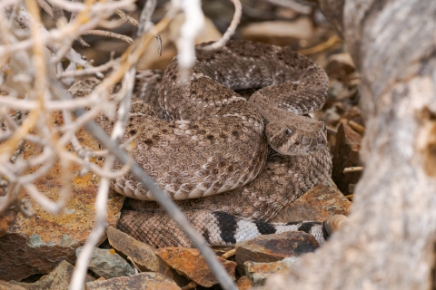 Western diamondback rattlesnake in rocky area with dried vegetation