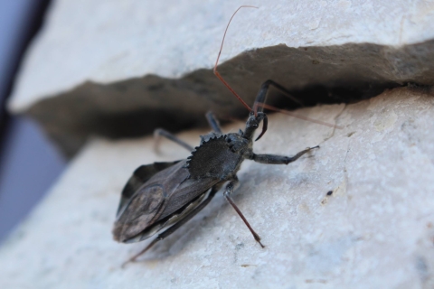 Wheel bug