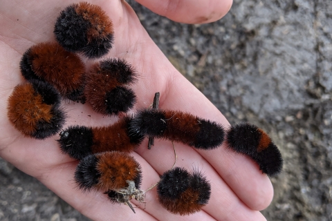 Nine woolly bear caterpillars in hand