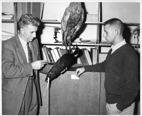 Black and white photo of an older man in a suit holding a large stuffed bird specimen and a young man in a seater observing inside a room with wooden shelves holding books, journals, and a very large stuffed bird.