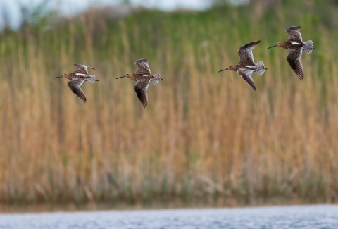 Four brown mottled shorebirds fly in unison over a wetland with tall grasses in the background