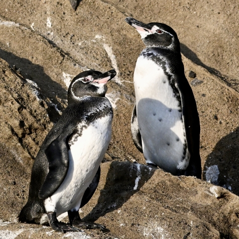 Galapagos penguins