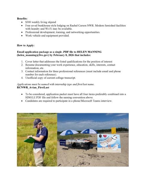 Avian Technician Intern Announcement with Intern Monitoring Salt Marsh and Public Outreach on a Beach