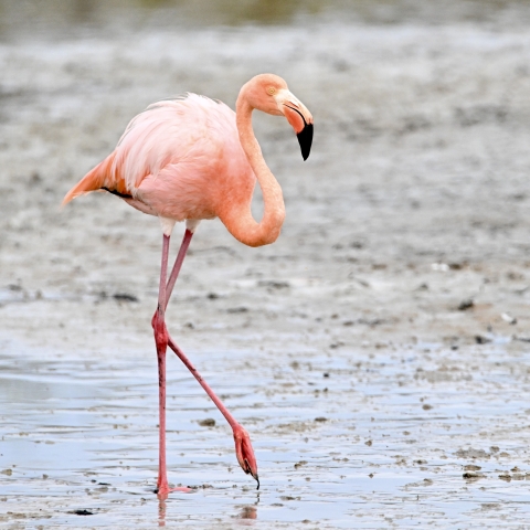 Galápagos Flamingo (Phoenicopterus ruber, ssp. glyphorhynchus)